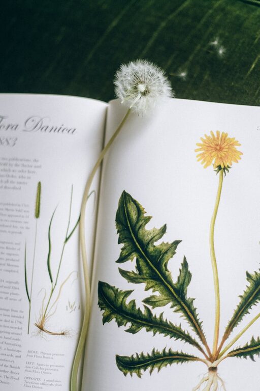 How to Start a Small Herb Garden Indoors: A Beginner’s Guide